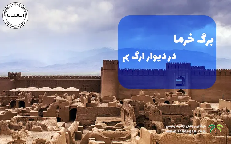 برگ خرما در دیوار ارگ بم