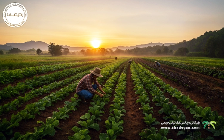 چرا محصولات ارگانیک برای بدن بهترند؟